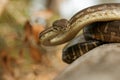 Coastal Carpet Python Royalty Free Stock Photo