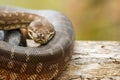 Coastal Carpet Python Royalty Free Stock Photo