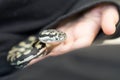 Coastal carpet python in hand Royalty Free Stock Photo