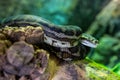 Coastal carpet python.Morelia spilota mcdowelli close up or the eastern, coastal, or McDowell`s carpet python in Australia and Royalty Free Stock Photo