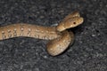 Coastal Carpet Python (Morelia spilota mcdowelli) Royalty Free Stock Photo