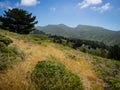 Coastal Chaparral with Montara Mountain in the distance, Montara State Beach Royalty Free Stock Photo