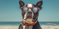 Coastal Companions Cute Boston Terrier Dog Wearing Sunglasses Spreading Happiness on the Beach. Generative AI Royalty Free Stock Photo