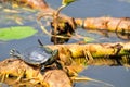 Coastal turtle Royalty Free Stock Photo