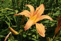 `Coastal Day Lily` flower - Hemerocallis Littorea