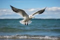 Coastal elegance Seagull soars gracefully against a vast sea backdrop