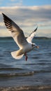 Coastal elegance Seagull soars gracefully against a vast sea backdrop