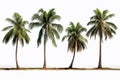 Coastal escape Tropical palm trees isolated against a clean white background