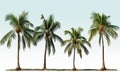 Coastal escape Tropical palm trees isolated against a clean white background