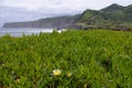 The coastal flora, Sao Miguel, Azores Royalty Free Stock Photo