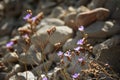 Coastal flowers with purple blue blossoms on stony background Royalty Free Stock Photo