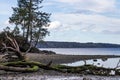 Puget sound shoreline with trees and driftwood Royalty Free Stock Photo