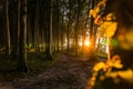 Coastal forest of beech trees in sunset conditions at the baltic sea Royalty Free Stock Photo