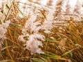 Coastal grasses as a natural background