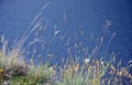 Coastal grasses on the coast