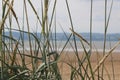 Coastal grasses with sand sea and mountains in the background.