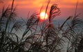 Coastal grasses silhouetted against the sunset