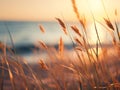 Coastal grasses sway in the warm summer breeze at sunset by the sea