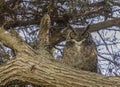 Coastal Great Horned Owl Adult Female Camouflaged.