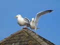 Coastal gulls jostling for position