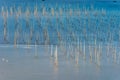 The coastal intertidal zone Royalty Free Stock Photo