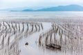 The coastal intertidal zone Royalty Free Stock Photo