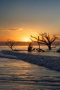 Coastal Landscape Botany Bay Edisto Island South Carolina