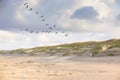 Coastal landscape Dutch North Sea coast during sunrise with flying Canada Geese, Branta canadensis Royalty Free Stock Photo