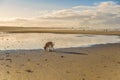 Coastal landscape at low tide and sunrise with dog Royalty Free Stock Photo