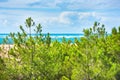 Coastal landscape with pine trees and sand dunes