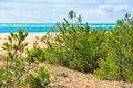 Coastal landscape with pine trees and sand dunes