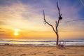 Coastal landscape at sunrise - view of the beach with lonely dry tree Royalty Free Stock Photo