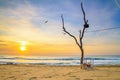 Coastal landscape - view of the beach with lonely dry tree Royalty Free Stock Photo
