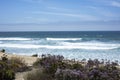 Coastal landscape view of Sea Lavender