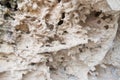 Coastal Limestone Texture Royalty Free Stock Photo