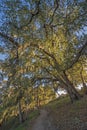 Coastal LIve Oak and Spanish Moss in Speckled LIght Royalty Free Stock Photo