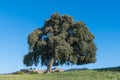 Beautiful oak tree with green foliage in a green field under a beautiful blue sky with golden hills in the distance Royalty Free Stock Photo