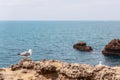 Coastal lone silver seagulls on rocks off coast of Biarritz along Biscay Bay