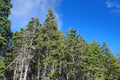 Coastal Maine Pine trees growing in a seaside grove