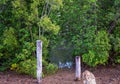 Coastal Mangrove Habitat