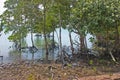 Coastal mangrove trees