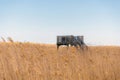 Coastal Marshland Watch: Wooden Observation Outpost in Tall Wild Grass