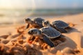 Coastal marvel Seaside hatching unveils baby turtles as they start oceanic exploration.