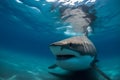 Coastal Menace Shark in the Shallows Reveals Grin