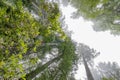 Coastal Mist Tall Trees Towering Redwoods Pink Rhododendron National Park California Royalty Free Stock Photo