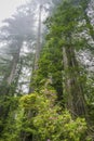 Coastal Mist Tall Trees Towering Redwoods Pink Rhododendron National Park California Royalty Free Stock Photo