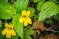 Coastal monkeyflower Mimulus dentatus wildflowers, Prairie Creek Redwoods State Park, California