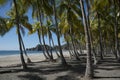 Coastal palm trees