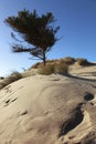 Coastal Pine Trees and Dunes