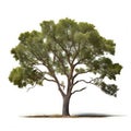 coastal plain ash a variety of ash tree found in the c Royalty Free Stock Photo